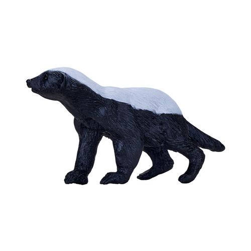 Honey badger male - male, wildlife