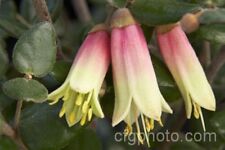 CORREA  PEACHY CREAM .AUSTRALIAN FUCHSIA,RARE EVERGREEN  9cms  pot