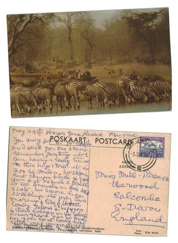 Vintage postcard kruger - vintage,