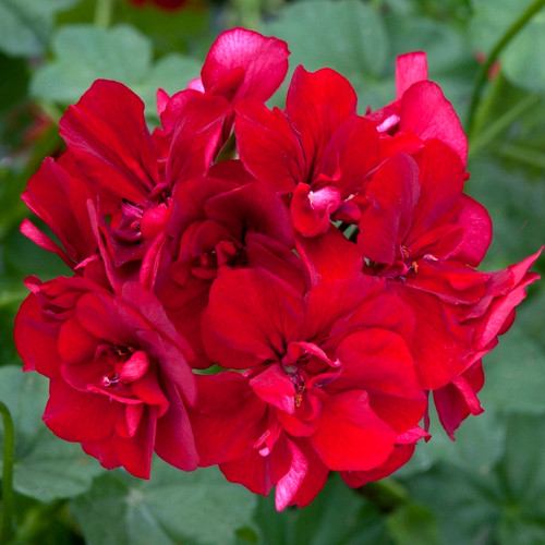 Red flowers trailing - red,