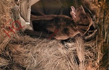 Picture Postcard:;Dog, Chesapeake Bay Retriever