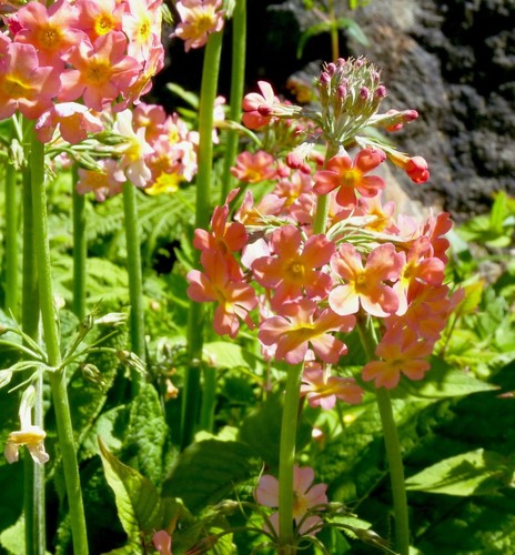 Primula bulleyana candelabra - primula,