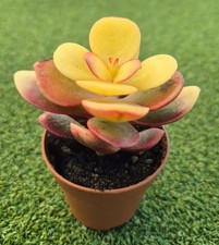 Crassula ovata 'Hummel's