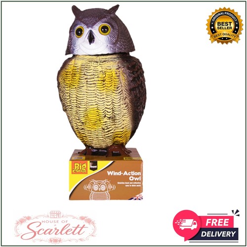 Wind action owl bird - wind-action,