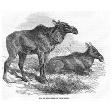 ELK or Moose Deer, In Nova