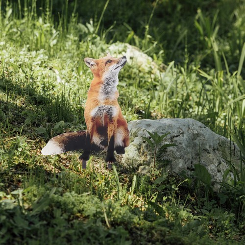Fox shaped garden stake - shaped,