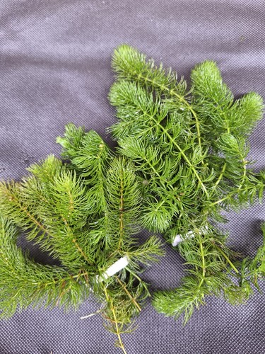 Bunches water hornwort - x,