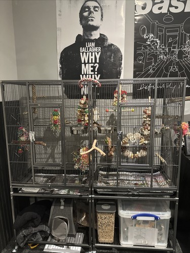 Flight bird animal cage - bird,