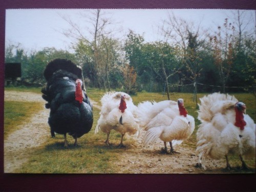 Postcard animals norfolk - postcard,