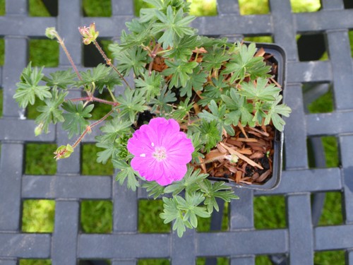 Geranium sanguinium max frei - 'max, frei'