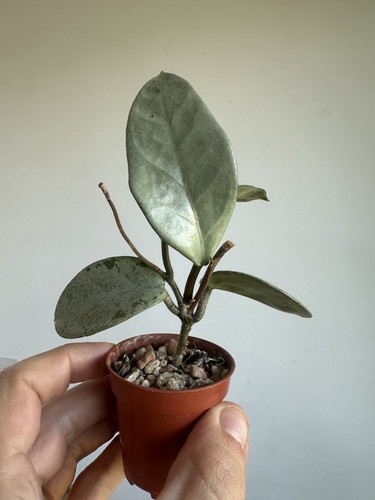 Hoya nova ghost - ghost, cutting