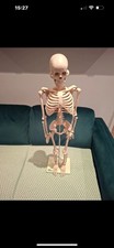 66fit anatomical skeleton - 66fit,