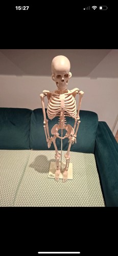 66fit anatomical skeleton - 66fit,