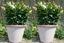 Large round plant pots - large,