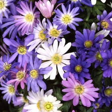 Anemone Blanda Mixed Winter Windflower Spring Flowering Garden Bulbs Plants