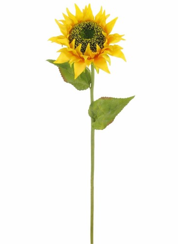 Sunflower stem yellow or - in,