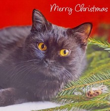 Cats Protection Christmas