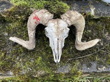 Curly Horned Sheep Skull