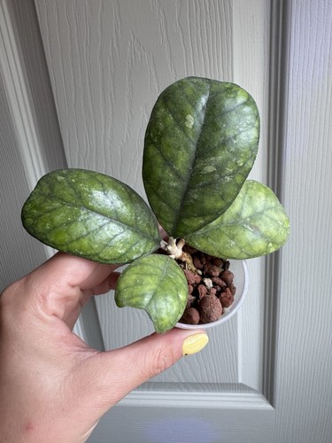 Hoya deykeae rooted plant - deykeae,