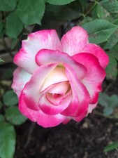 Rose Gaujard Plant-Garden