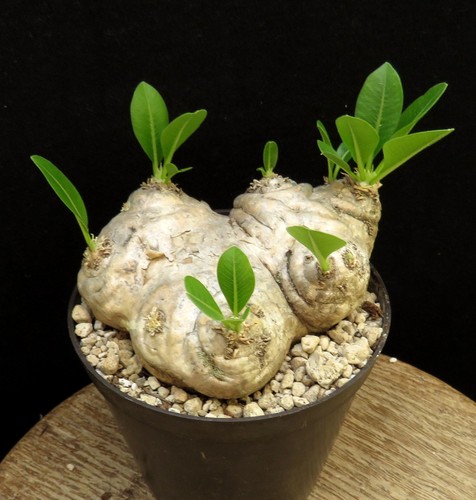 Pachypodium