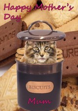 bt61 Maine Coon Cat  hiding in a biscuit tin  Mothers Day Greeting Card Mum