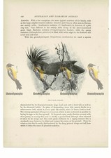 Great Black Cockatoo, Animal Book Illustration (Print) , c1916