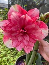 Pretty Amaryllis Double