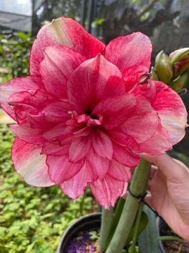 Pretty amaryllis double - pretty,