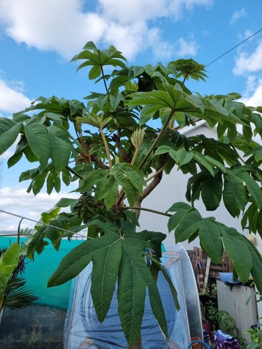 Tetrapanax papyrifer rex - tetrapanax,