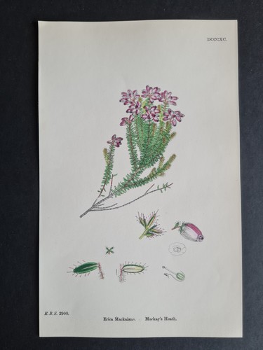 Antique 1873 print - ,