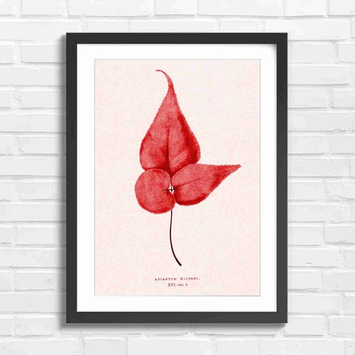 Botanical fern leaf art red - leaf,