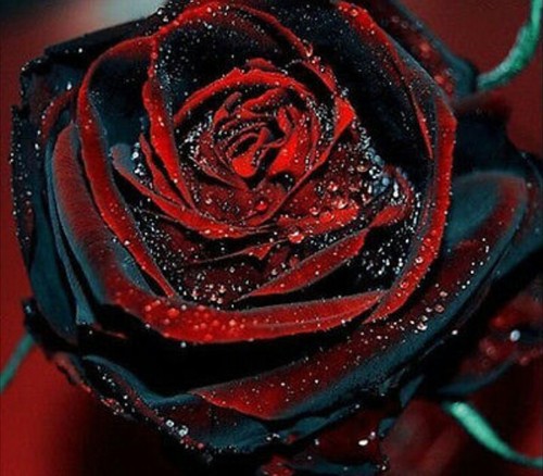 Seeds true blood black - ,