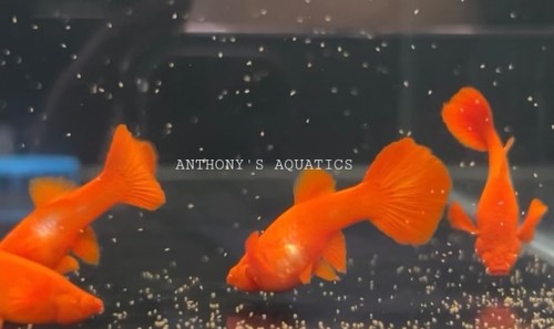 High quality usa seller pair - high,