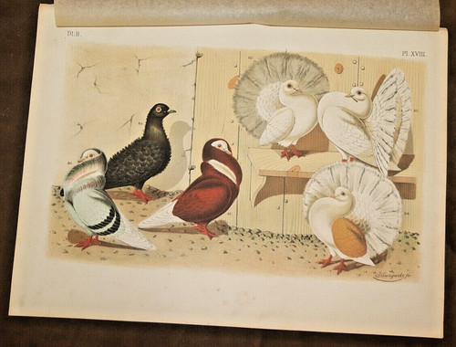 Jacobin fantail pigeon - jacobin,