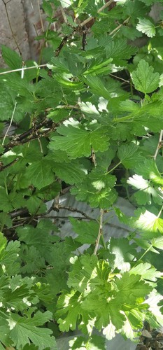 Gooseberry bush cuttings 2 - ,