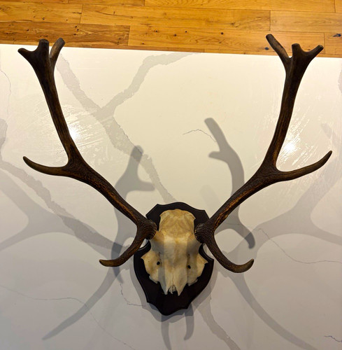 Red deer skull with - skull,