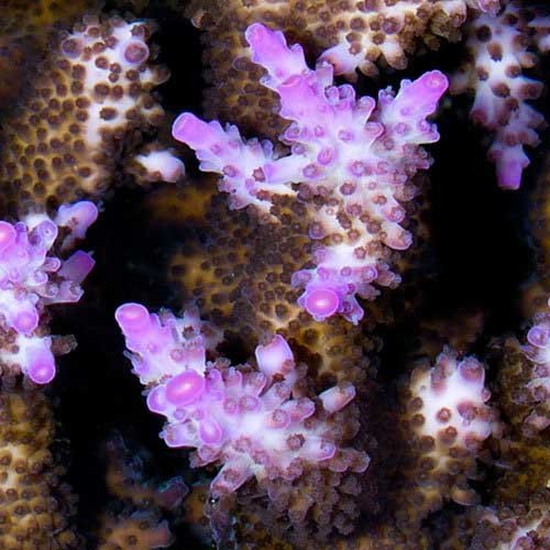 Aquacultured miami orchid - miami,