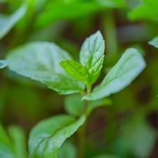 Live Ginger Mint Bare Root x9