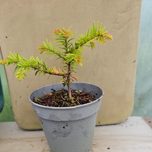 English yew conifer tree taxus - conifer,