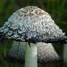 Shaggy Mane Mushroom Liquid