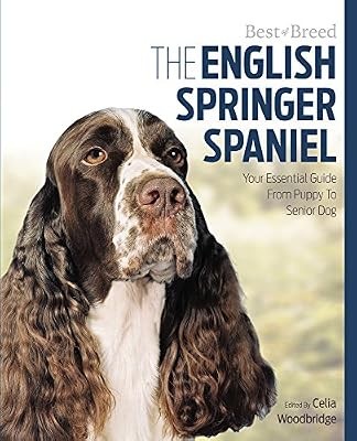 English springer spaniel best - springer,