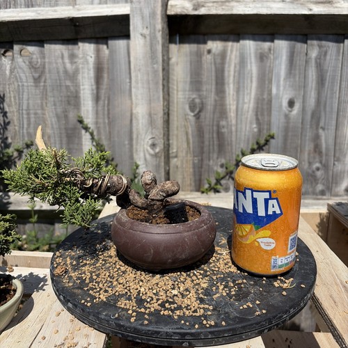 Itoigawa juniper bonsai - itoigawa,