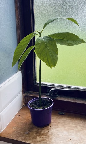 Avocado tree 45cm - 30-45cm, 9cm