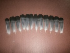 12 SMALL PIGEON TAIL FEATHERS