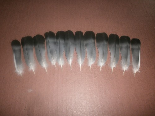 Small pigeon tail - small,