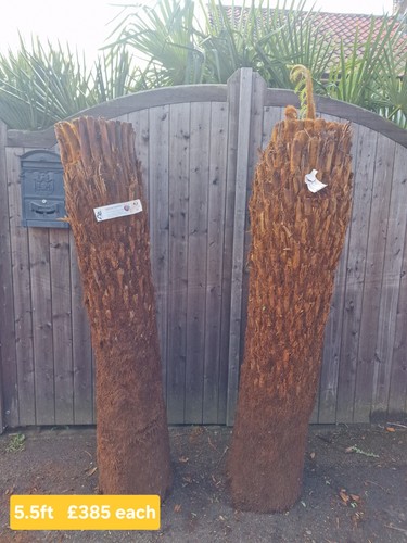 Dicksonia antarctica tree - dicksonia,