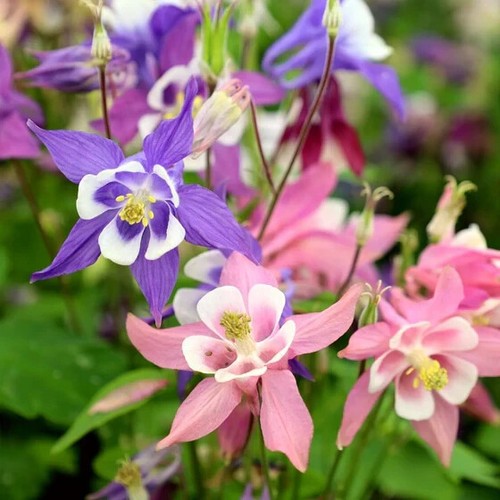 Columbine aquilegia caerulea - columbine,