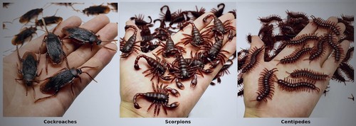 Creepy fake bugs prank - creepy,