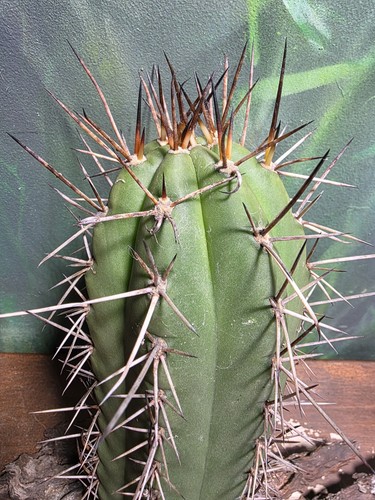 Big red cactus - 'big, '